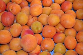 Apricot Fruit Food Healthy