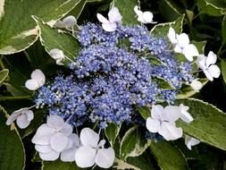 Variegated Lacecap Hydrangea
