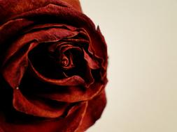 red rose petals against the wall