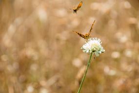 Butterfly Nature Insect