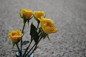 Rose Yellow Flower