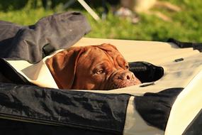 Bordeaux Dogue De