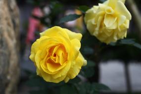 Yellow Rose Roses Love