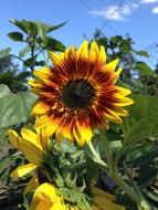 Sunflower Plant Summer