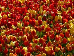 Tulip Field Backlighting Shining