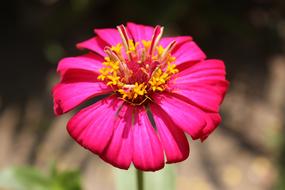 pink Pretty Flowers