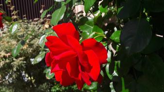 Red Rose blooming in garden