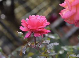 Flower Dare Offer