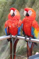 two cute parrots sitting on a branch