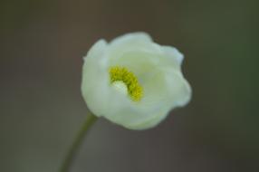 Anemone Flower Bloom