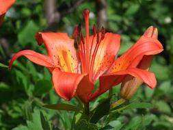 Flower Lily Orange Beautiful