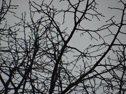 Tree Blätterlos Autumn