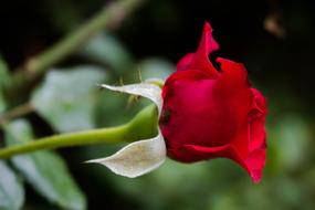 Rose Red Flower blooming macro view
