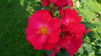 Roses Pink Flower