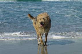 Wet Dog by Ocean