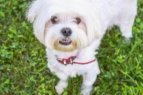 Portrait Dog Friend