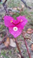 Flora Pink Flower