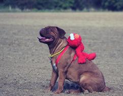 Bordeaux De Mastiff