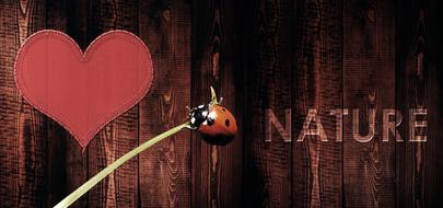 ladybug at happy valentine greeting card