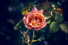 Rose Blossom Bloom Close