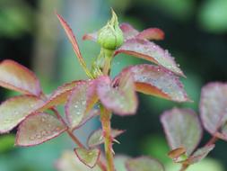 Rose Romance Mourning