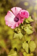 Flower Nature Plant