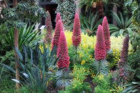 Flowers Plants Garden