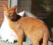 Cat Sorrel Expressive