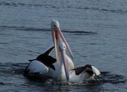 Pelican Couple Happy