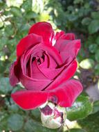 Rosebud in a green garden