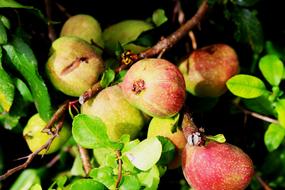 Tree Apple Apples