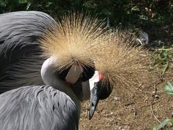 Crowned Cranes Bird pairing