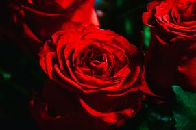 Red Rose Roses