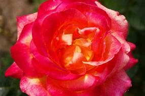 Rose Beauty Blossom