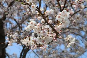 Spring Flowers Cherry Blossom