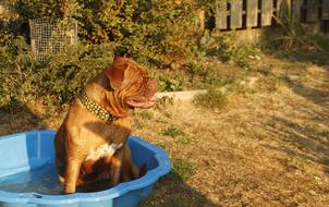 dog sits in the basin of water in the garden