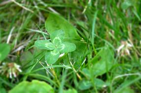 Lucky clover petal