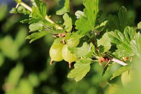 Gooseberry Young Fruit growing