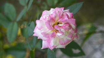 Emotion Roses Pink