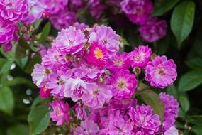 Roses Pink Red
