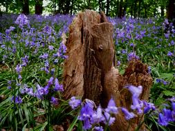 Flower Blue Bluebell