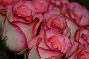 white and pink flowers petals