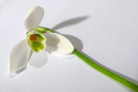 Snowdrop Spring Season