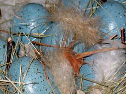 painted Easter Eggs in Nest