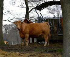 Forest Cow Glade Milk