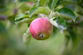 Apple Garden