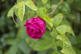 rosebud hanging on a branch with water drops