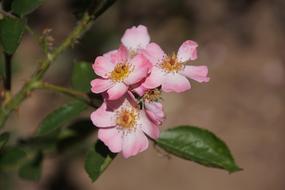 Rose Angela Rosaceae