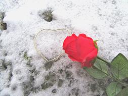 Rose flower on the snow