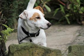 Jack Russel Terrier Dog